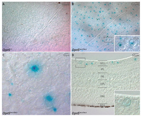 Fig A:  Neuropsin expression in ganglion cells of the mouse retina:  In these images, the expression of the Neuropsin gene (Opn5) is indicated by the blue labeling. Panel A is a control retina that does not contain the Opn5lacz reporter gene and so no blue labeling is apparent. Panels B and C show retina, labeled for Opn5lacz expression and showing the retinal ganglion cells that express Neuropsin. Panel D shows, in a section through the labeled retina, that Neuropsin expressing cells reside in the innermost layer of the retina.